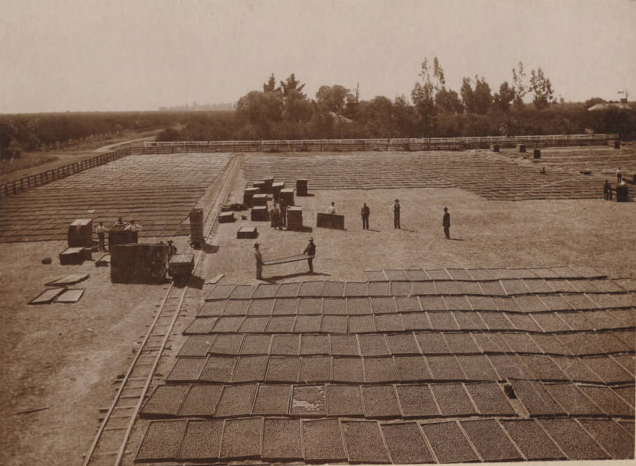 Fruit drying at Dutard Ranch, 1910