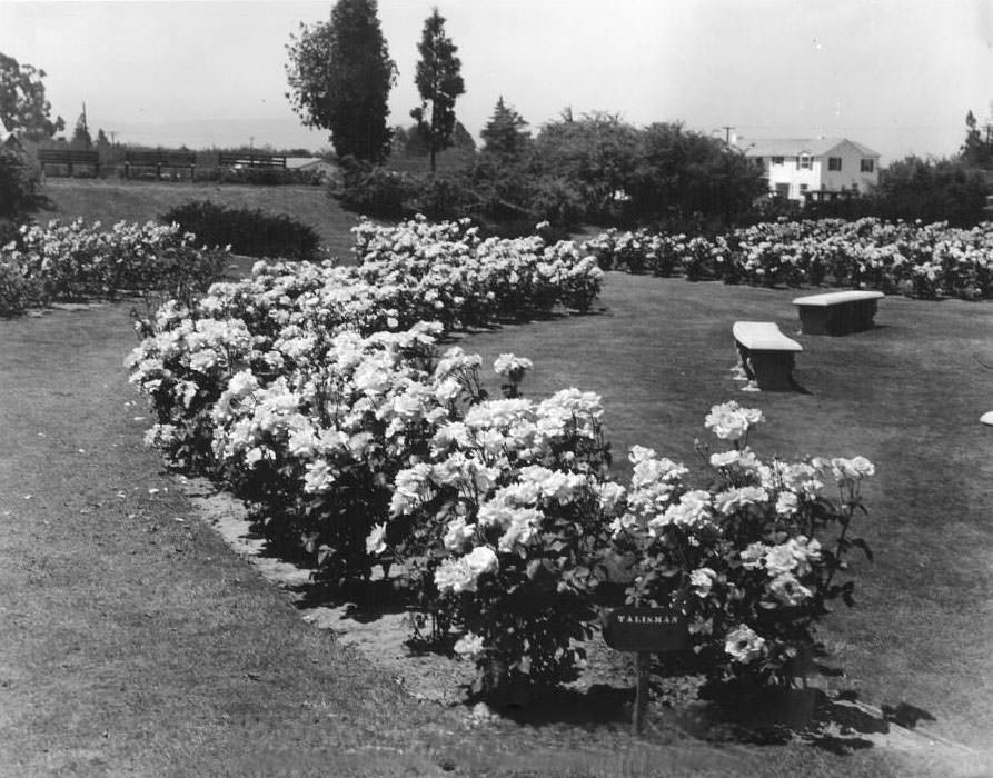Talisman Rose, Rose Garden, 1937