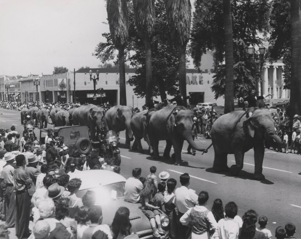 Elephants parading south on First Street at the corner of St. John, 1950