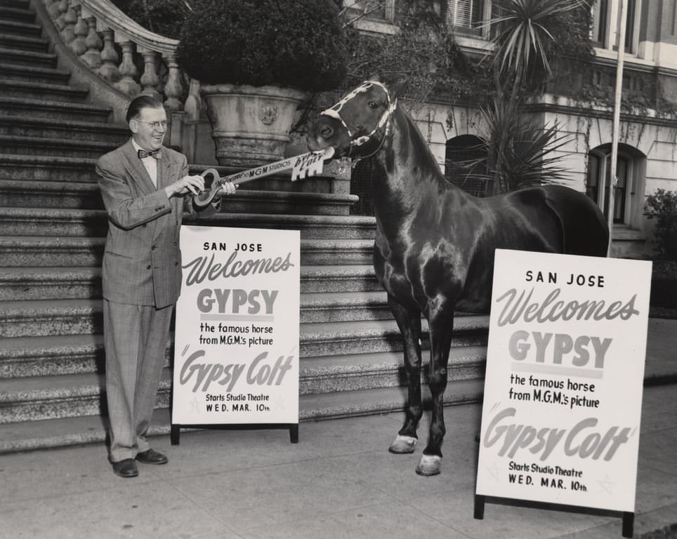 Mayor Hathaway presents horse "Gypsy" with key to San Jose, 1905