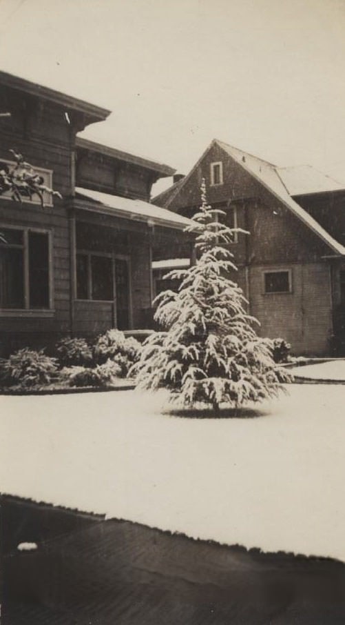 Pine tree in front of residence, dusted with snow, snowstorm in San Jose, 1932