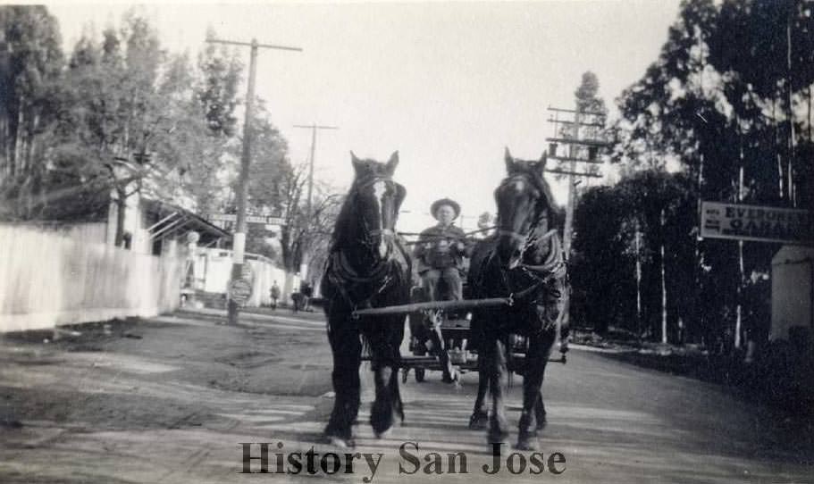 Man driving in horse-drawn cart down a street, seen from the front. Likely Evergreen, near San Jose, 1920
