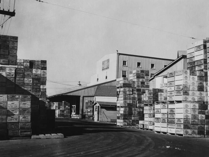 Sun sweet Campbell Co-operative drier, 1945