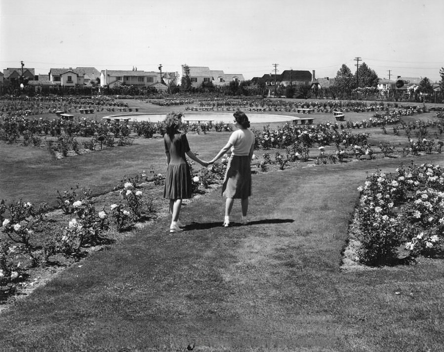 San Jose Municipal Rose Garden, 1947