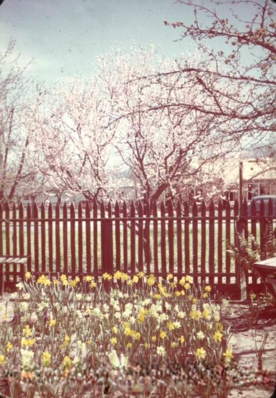 Nectarine Tree in Bloom Spring, San Jose, 1949