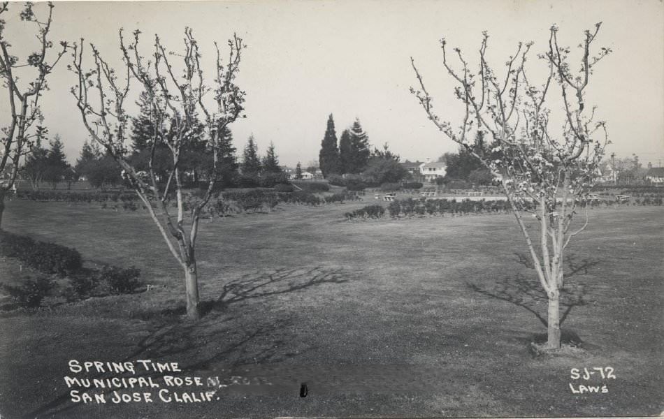 Spring Time, Municipal Rose Garden, San Jose, 1940s