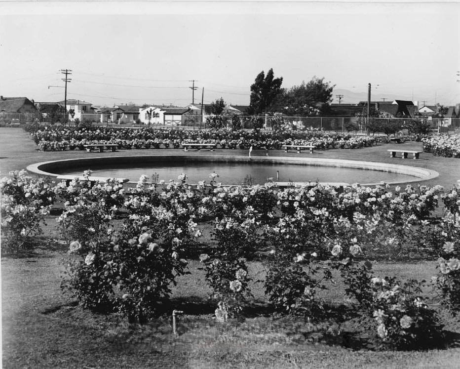 Pool and roses at Rose Garden, San Jose, 1937