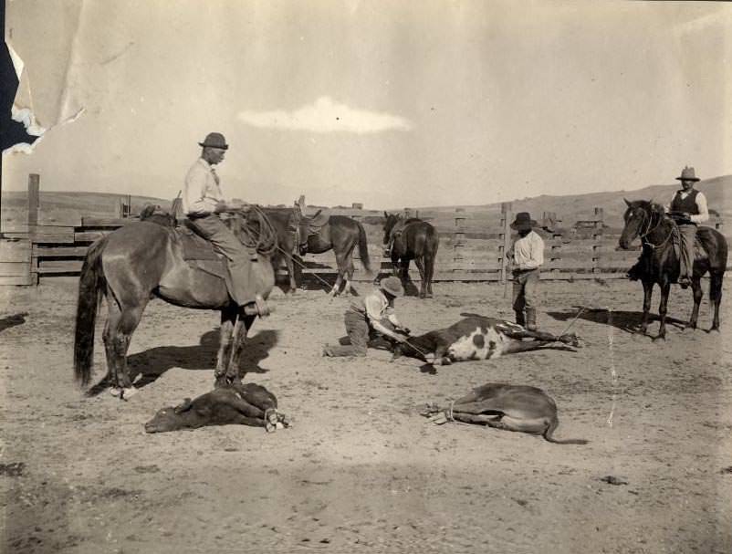 Branding Claves near San Jose and Los Gatos Interurban R. R., 1905