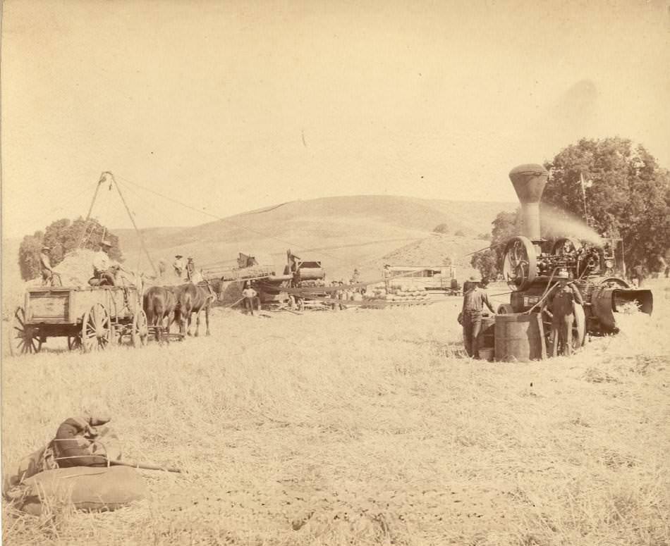 Overfelt Thresher at Doemsky Ranch, Hillsdale, 1887