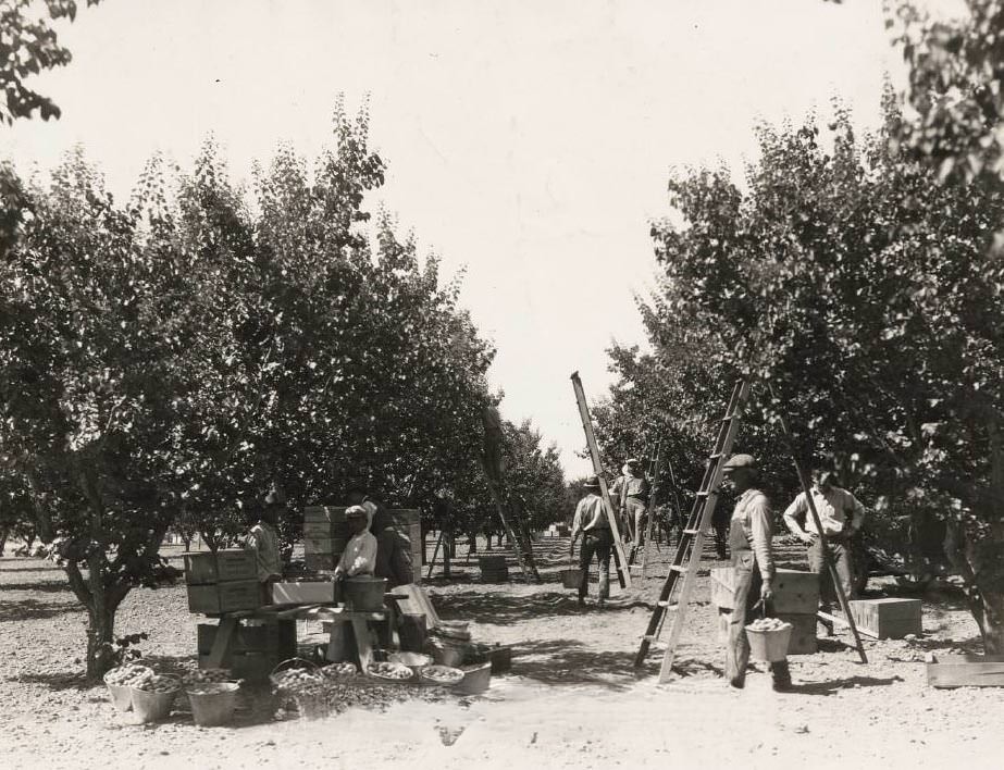 Group of workers picking apricots, 1930s