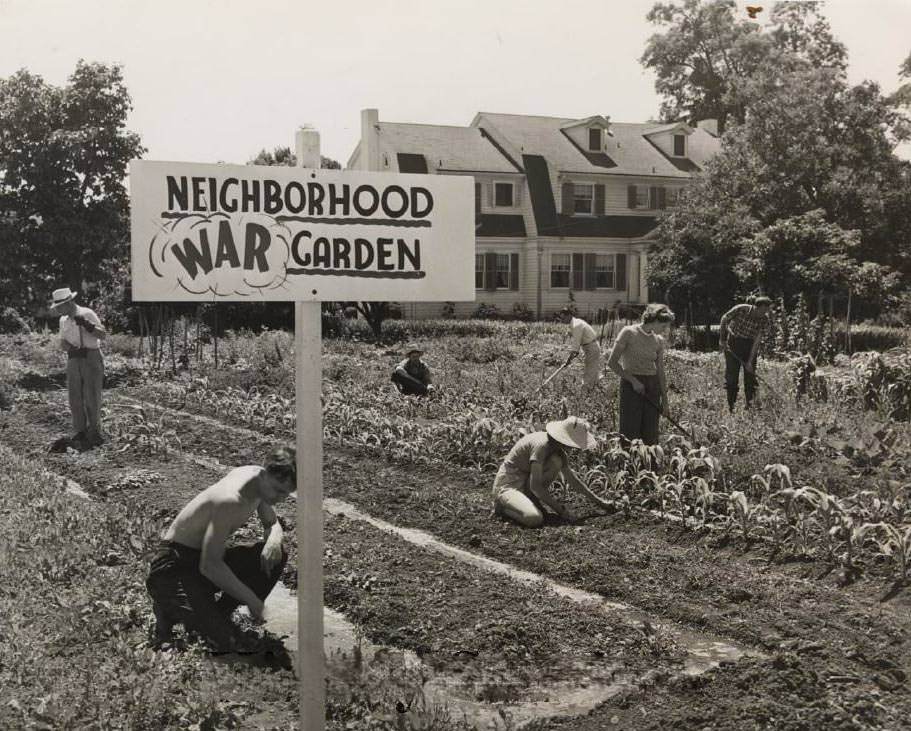 Neighborhood War Garden, 1943