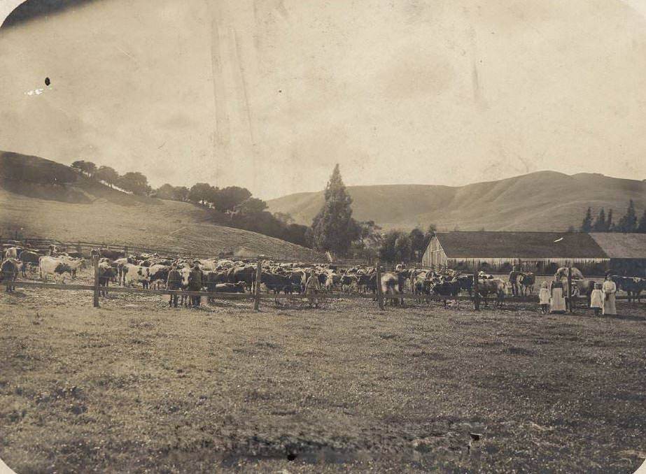 Ranch scene with cows and family members, 1915