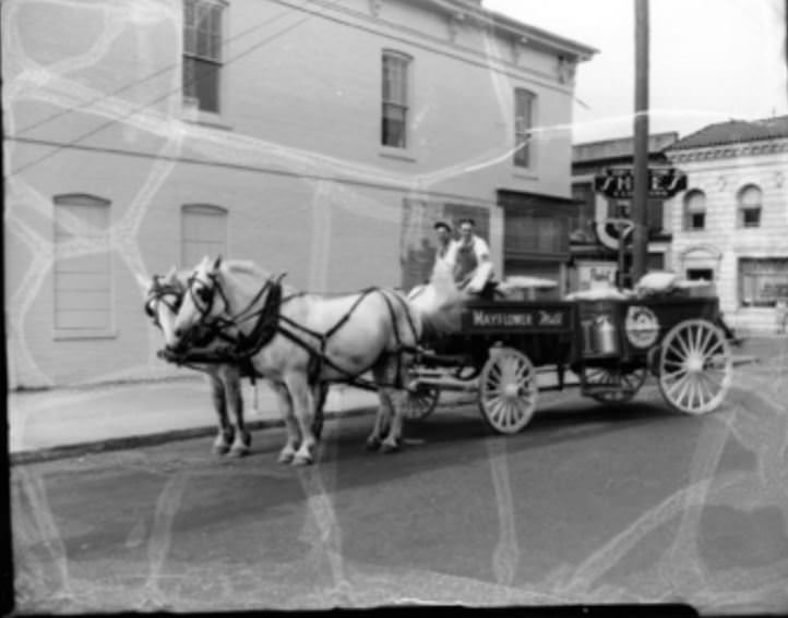 Two men ride in a horse drawn Mayflower Milk wagon, 1950