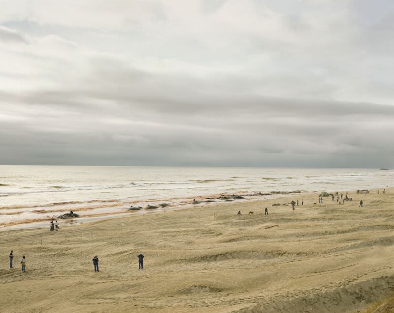 Approximately 17 of 41 Sperm Whales That Beached and Subsequently Died, Florence, Oregon, June 1979