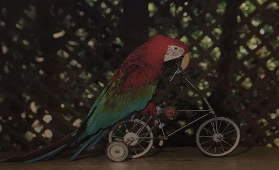 The Bird of Paradise show with parrots that could ride bicycles.