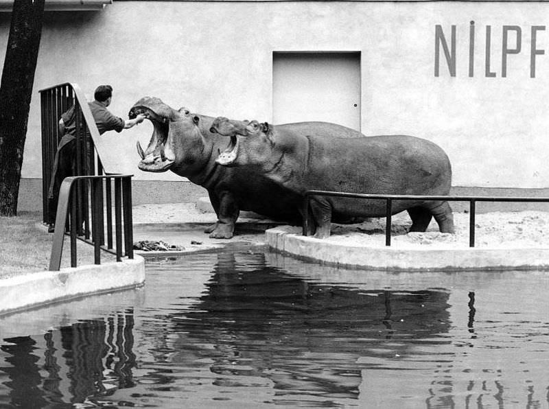 In the middle of the hail of bombs in 1943, hippo “Knautschke” was born in Berlin Zoo and was one of only 91 zoo animals to survive the Second World War.
