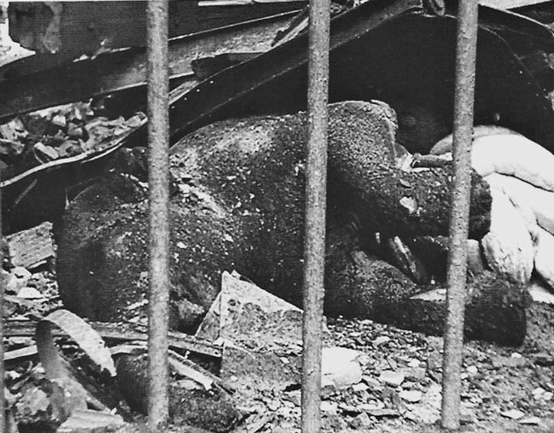Charred baby elephant after bombing in Berlin 1943, all 7 elephants at the zoo were burned alive.