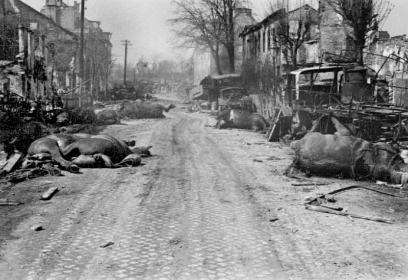 Escaped animals, killed on the streets of Berlin, 1945.