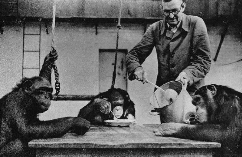 Chimpanzees “Titine”, “Lore” and “Susi” were served food at the table in the 1940s.