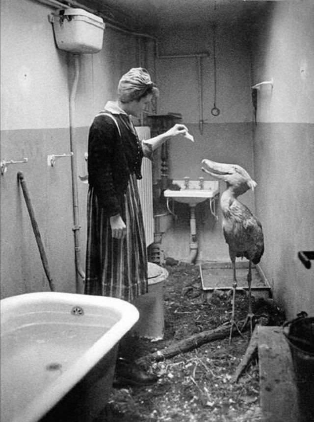 Shoebill stork being cared for after the bombing of the Zoo, 1943.