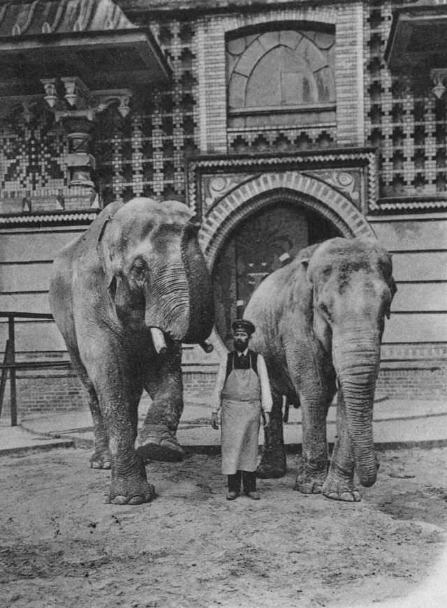 Siam, the elephant before the war.