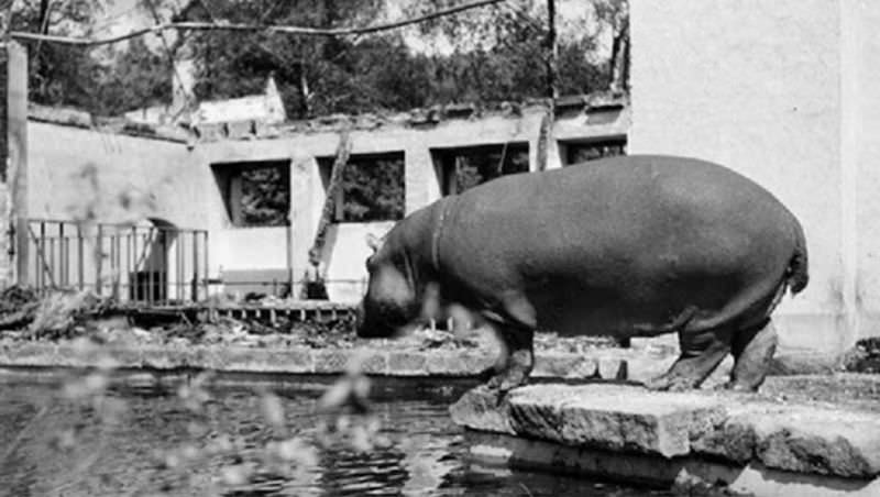 Hippo “Gretl” standing in the damaged Hippo enclosure, 1943.