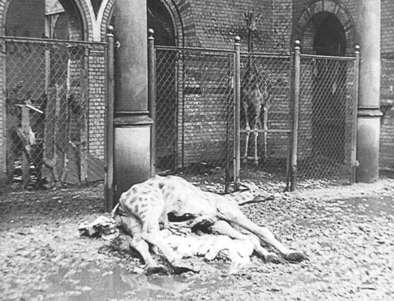 A dead giraffe was killed in the bombings.