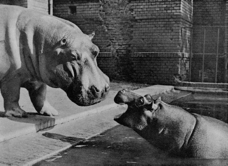 Postwar photo of hippos “Knautschke” and “Bulette”.