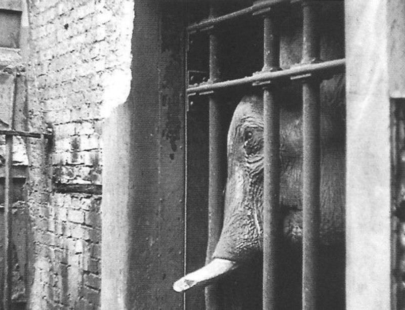 Siam the elephant looking through a gate.