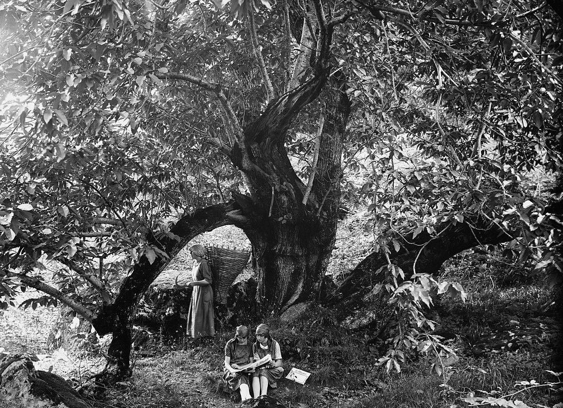 Three girls in the break from work in the fields under a tree