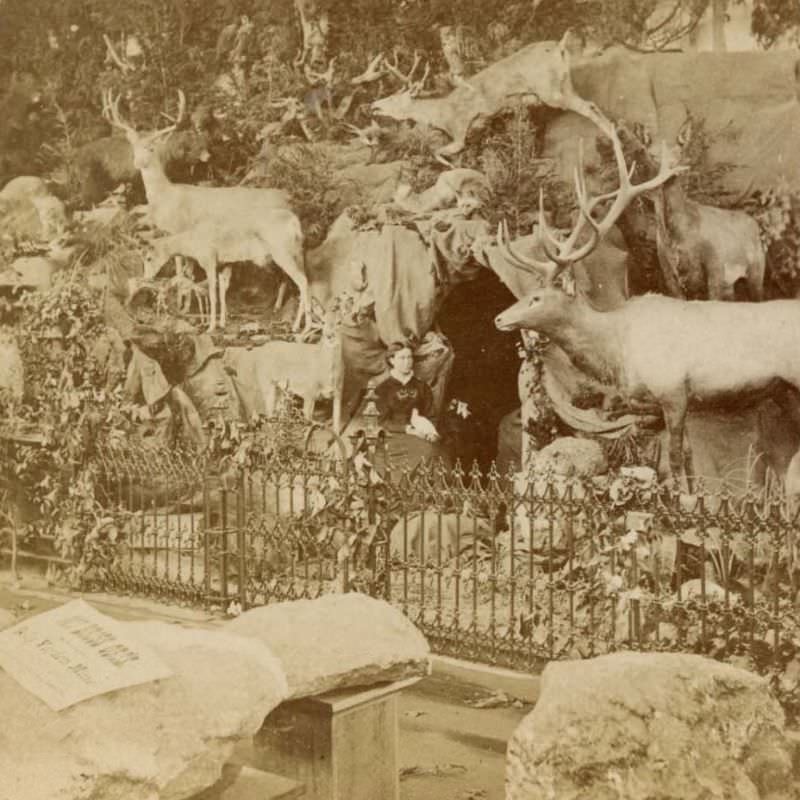 Maxwell's Rocky Mountain Museum inside Colorado State Building, Centennial International Exhibition, Philadelphia, Pennsylvania, 1876