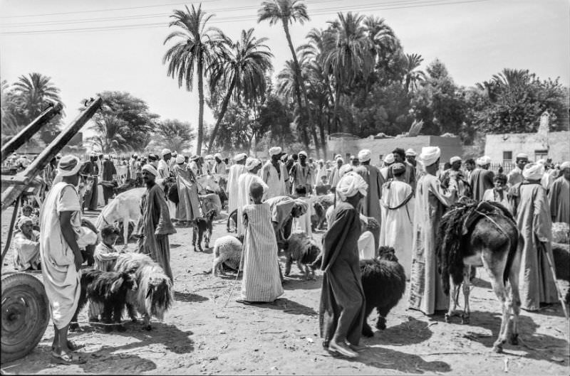 Livestock market, Luxor, August 1981