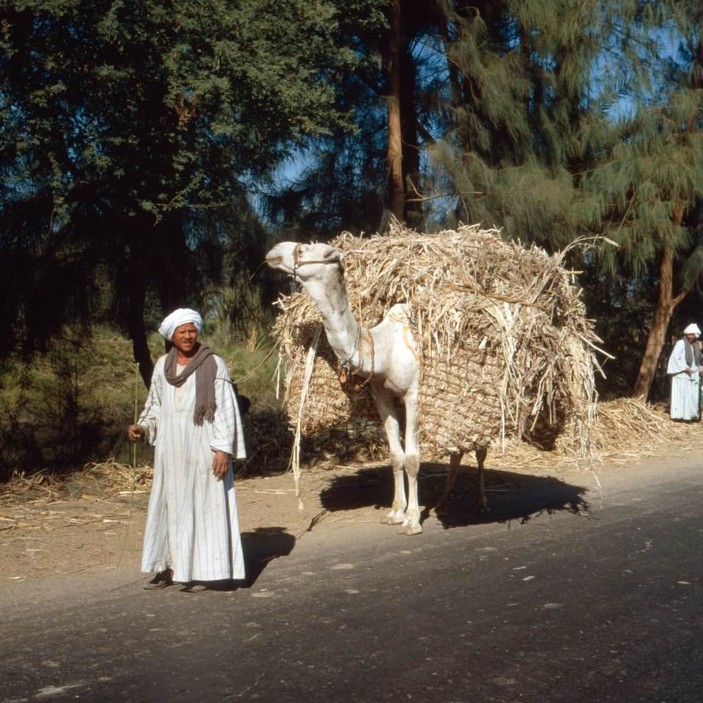 A fellah with his camel, Egypt 1980s.