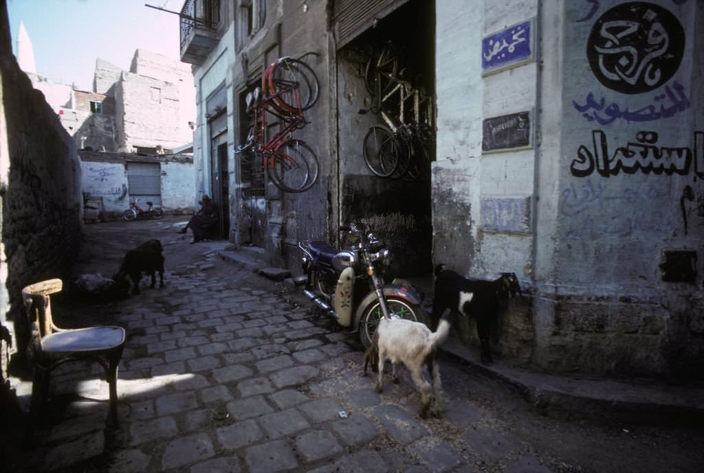 Goats in a Cairo street, 1980