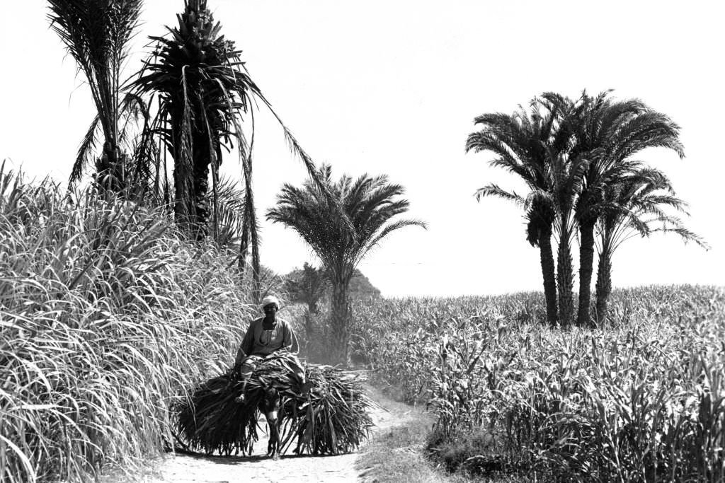 Sugar cane field in Luxor, Egypt, 1983