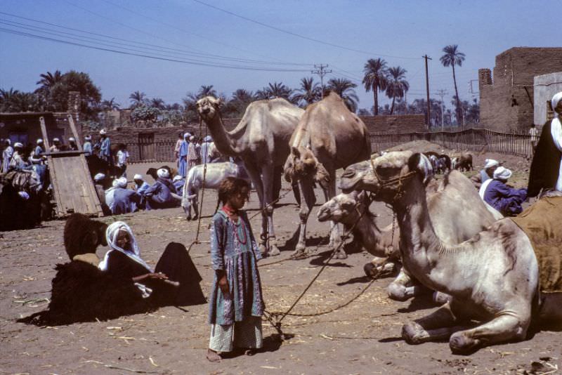 Camel driver, Aswan, August 1981