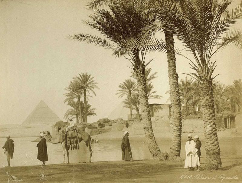 Palm grove near the pyramids