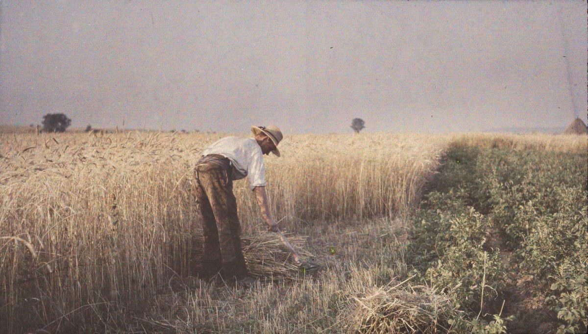 Man working in the field, 1907