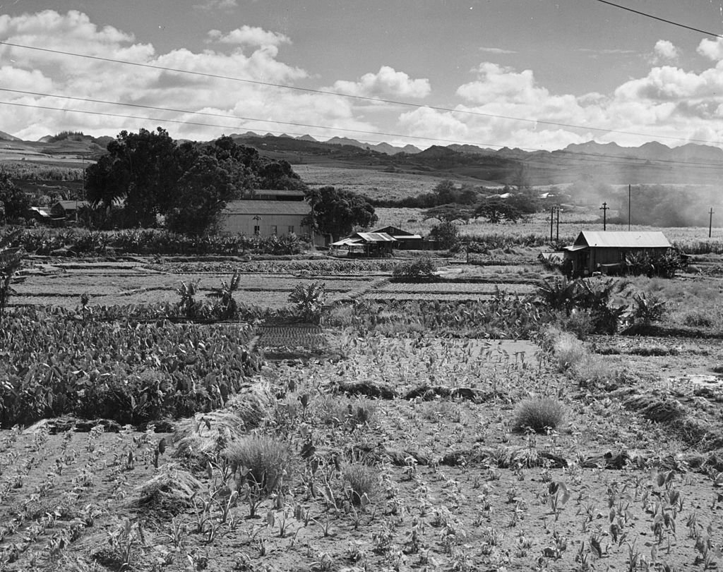 A farm and surrounding fields on Hawaii, 1955
