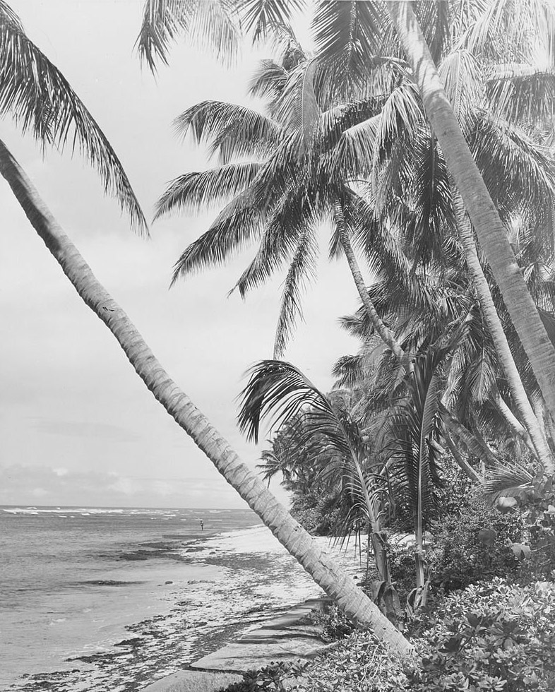 Scenic view of an Hawaiian beach with palm trees overhanging the sea,Hawaii, 1950s