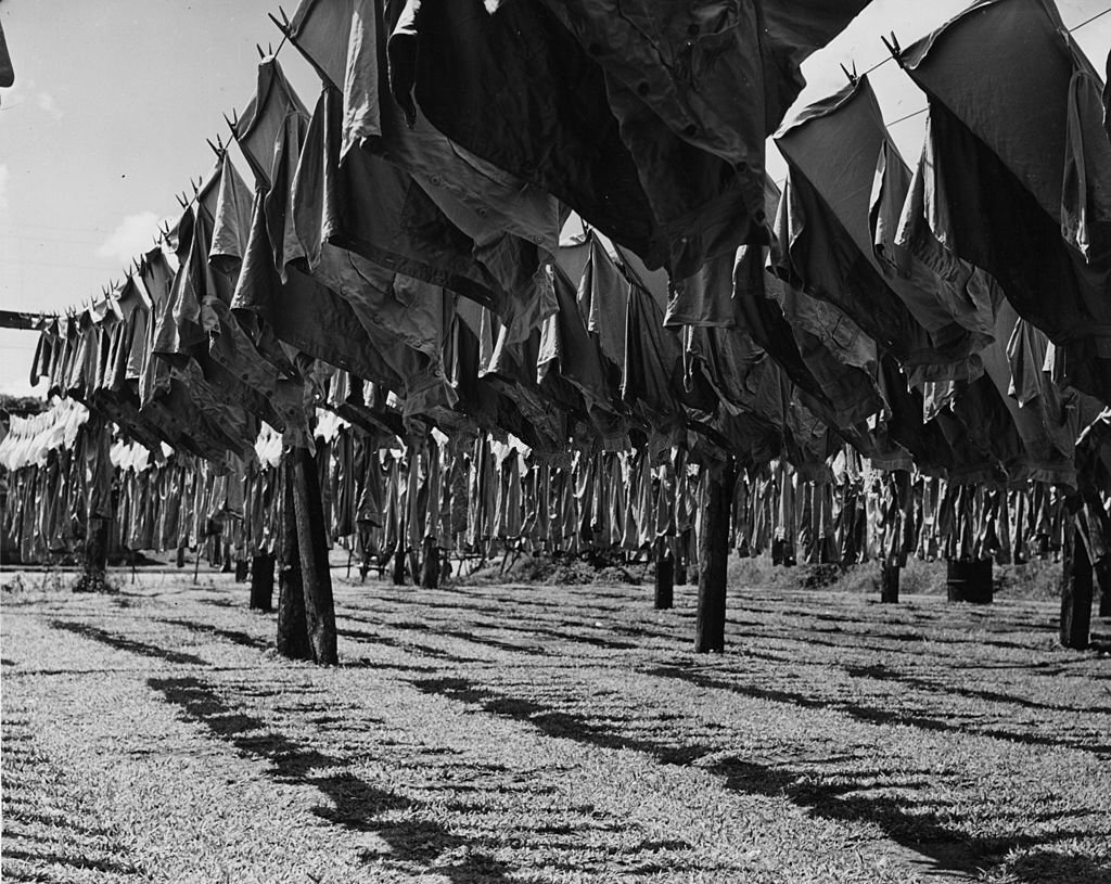 Rows of Hawaiian solldier's uniforms hung out to dry on an army camp outside Honolulu, 1950
