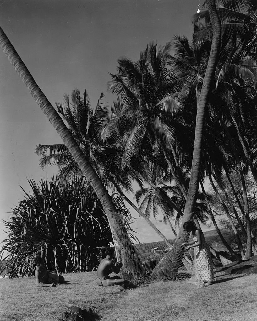 A couple repairing a net strung between two palm trees in a remote part of Hawaii, 1950