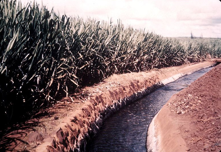 Irrigation ditch in sugar cane field, Hawaii