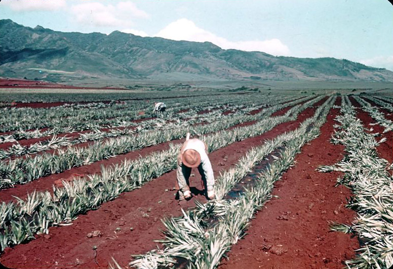 Planting pineapple crowns, central Oahu, Hawaii