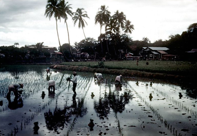 Planting rice, Hawaii