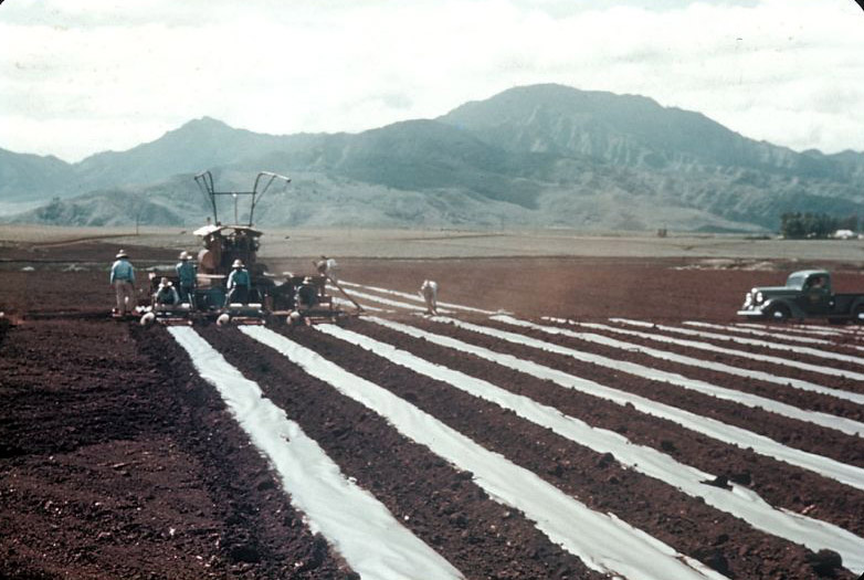 Preparing field for planting pineapples, central Oahu, Hawaii