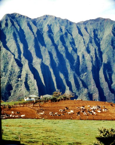 Cattle graze under volcanic cliffs on Oahu, 1959