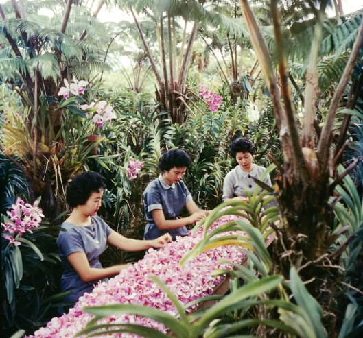 Hawaiian scene, 1959