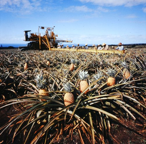 Scene at Dole's 15,000-acre Wahiawa plantation near Honolulu, 1959