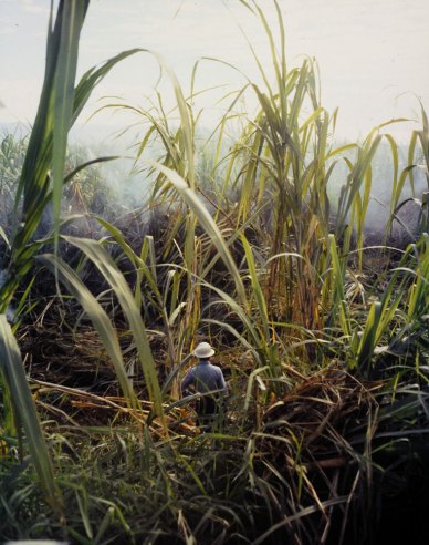 Scene on a Hawaiian plantation, 1959